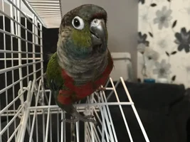 Hello