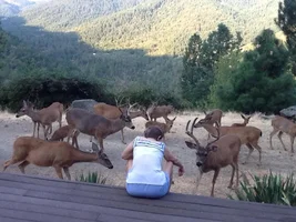 Experiences with wild animals.