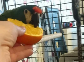 I will be an illiger macaw owner tomorrow