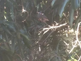 What are these?  Identify this bird!