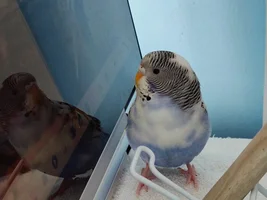 pairing young budgie w/3yr old(same sex)
