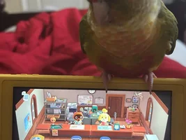 Im heartbroken, but I need advice on possibly rehoming.