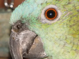 Beak length