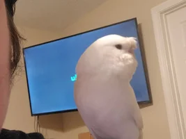 [UPDATE SEPTEMBER] Feathered Hello from Savannah + Meet My Birds