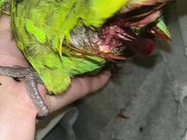 PLEASE HELP!!! BLOOD SACK FROM MY BIRD’S BUTT, IDK WHY