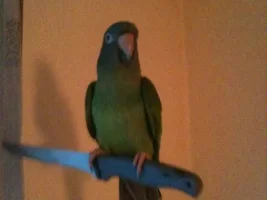 Help me identify my parrot