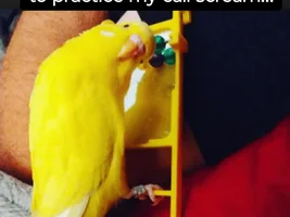 The best Bird meme!!