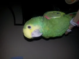 more Apple pics