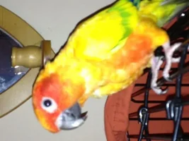 Missing feather question