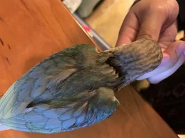 Molting?