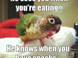 The best Bird meme!!