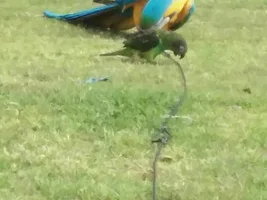 Beach boy birds
