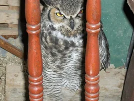 Experiences with wild animals.