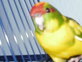 Training and correcting tips for a kakariki?