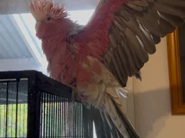 Hello! Galah advice and support please!