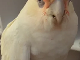Beak and feather disease?