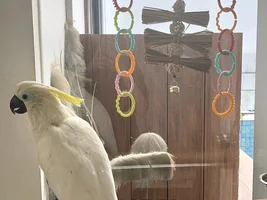 Got a cockatoo as a first-time bird owner. Is he (she?) happy?