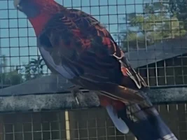 Crimson rosella - male or female ?