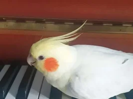 The Xanderbird Scrapbook, 2020 - Updates