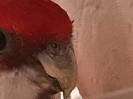parrot's left nostril and cere are different than the right