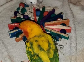 Texas Tiels Thread.