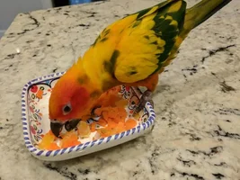 Hi! I'm a new Sun Conure owner