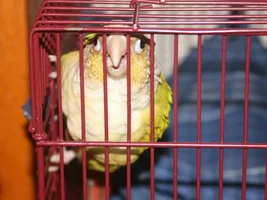 New Cage for Skittles!