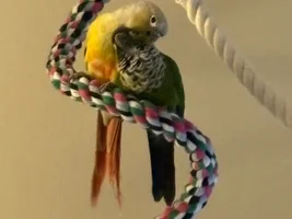 Introducing Yuri! Onaās New Sister!