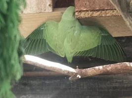 Help with baby ringneck