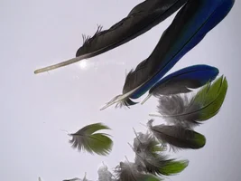Molting or Plucking?