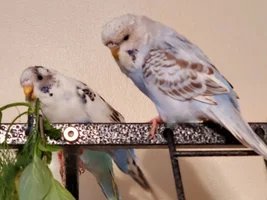 Bunch of cute Budgies