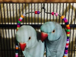 Few Questions About Indian Ringneck Pair