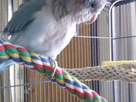 Baby Blue Quaker!!!
