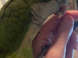 Beak Growing Longer