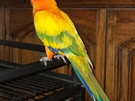 3 y.o. Sun Conure Behavior