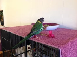 New to birds and forums, perth, au