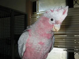 Hello, I'm brand new to the parrot world!