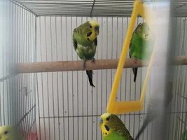 My budgie is losing his stomach feathers