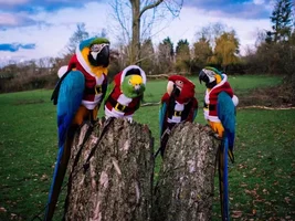 Have a macawsome Christmas!