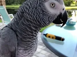 African Grey Congo female