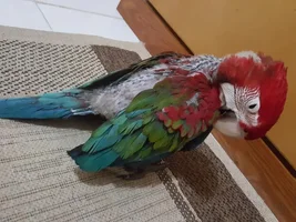 Baby Green Wing macaw refusing formula at 11 weeks old