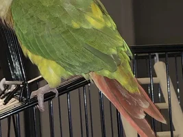 5 month old Pineapple Conure doesn’t have many tail feathers left ᴖ̈