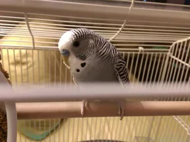 Is my little fella boy or girl