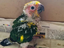 Heartly welcome to My new Chick