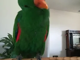 Pretty Parrot Feed