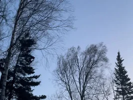Funny bird stories