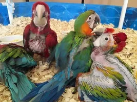 Baby GW and hybrid macaw photos