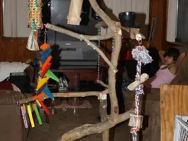 Nora's Homemade Jungle Gym!