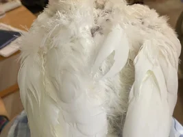 does anyone else's bird look like this