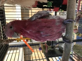 Feather Problem - Galah